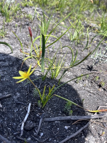Pauridia flaccida (Pauridia flaccida)