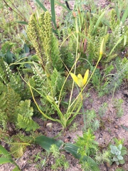 Pauridia flaccida (Pauridia flaccida)