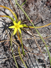Pauridia flaccida (Pauridia flaccida)