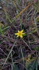 Pauridia flaccida (Pauridia flaccida)