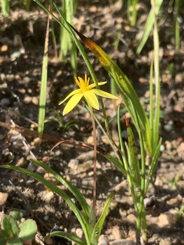 Pauridia flaccida (Pauridia flaccida)
