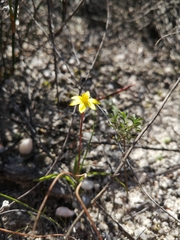Pauridia flaccida (Pauridia flaccida)