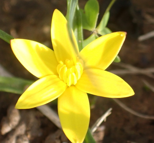Pauridia flaccida (Pauridia flaccida)