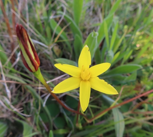 Pauridia flaccida (Pauridia flaccida)