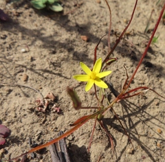 Pauridia flaccida (Pauridia flaccida)