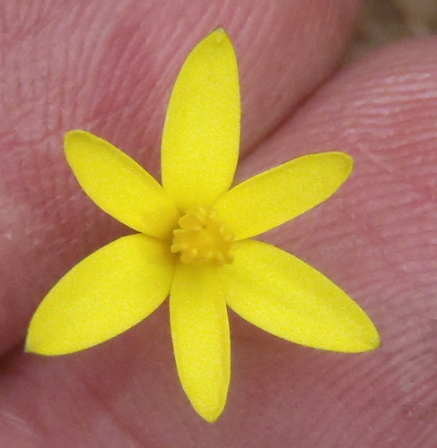 Pauridia flaccida (Pauridia flaccida)