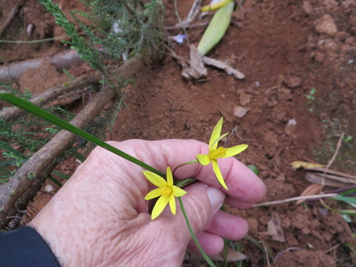 Pauridia flaccida (Pauridia flaccida)