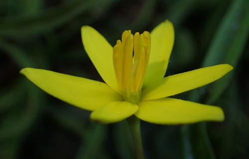 Pauridia flaccida (Pauridia flaccida)