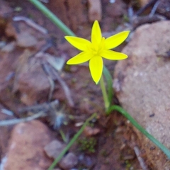Pauridia glabella (Pauridia glabella)