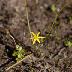 Pauridia glabella (Pauridia glabella)