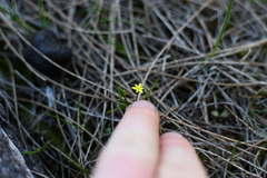 Pauridia glabella (Pauridia glabella)