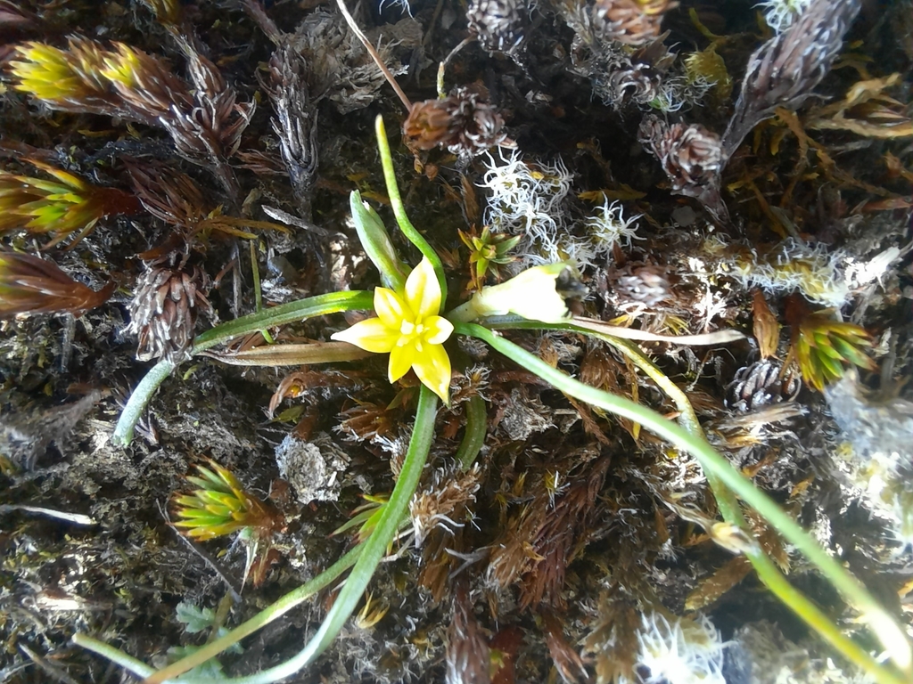 Pauridia glabella (Pauridia glabella)