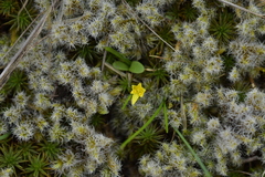 Pauridia glabella (Pauridia glabella)