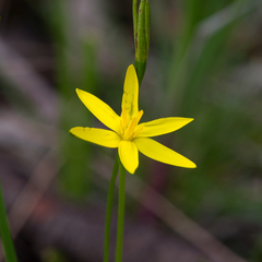 Pauridia glabella (Pauridia glabella)