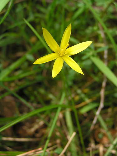 Pauridia glabella (Pauridia glabella)