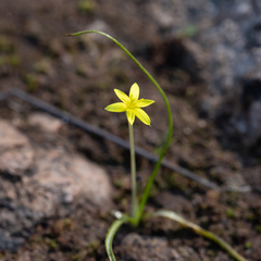 Pauridia glabella (Pauridia glabella)