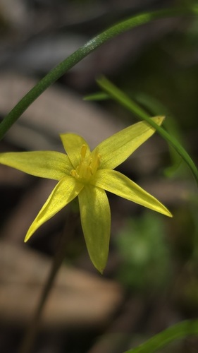 Pauridia glabella (Pauridia glabella)