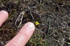 Pauridia glabella (Pauridia glabella)