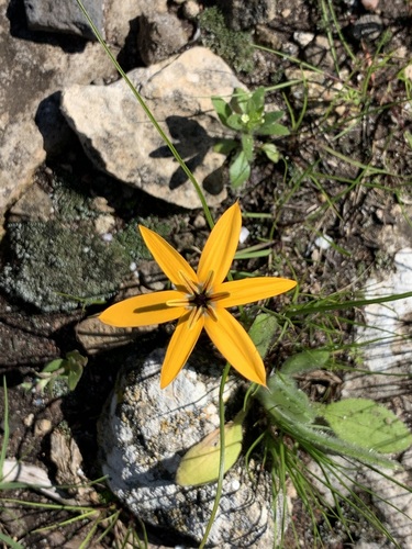 Pauridia linearis (Pauridia linearis)