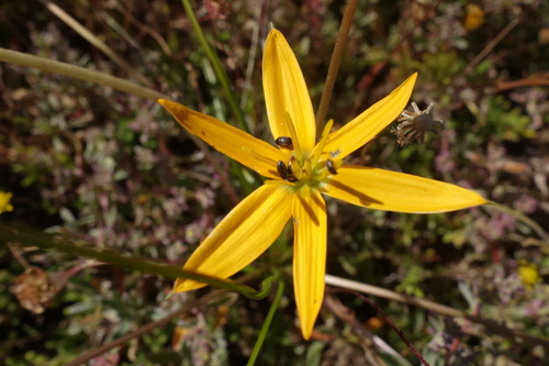 Pauridia linearis (Pauridia linearis)