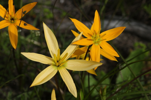 Pauridia linearis (Pauridia linearis)