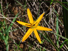 Pauridia linearis (Pauridia linearis)