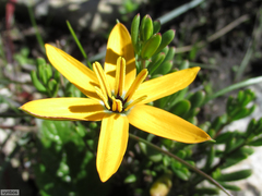 Pauridia linearis (Pauridia linearis)
