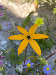Pauridia linearis (Pauridia linearis)