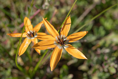 Pauridia linearis (Pauridia linearis)