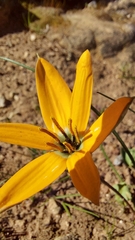 Pauridia linearis (Pauridia linearis)