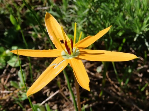 Pauridia linearis (Pauridia linearis)