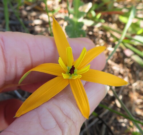 Pauridia linearis (Pauridia linearis)