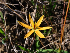 Pauridia linearis (Pauridia linearis)