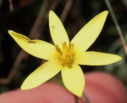 Pauridia maryae (Pauridia maryae)