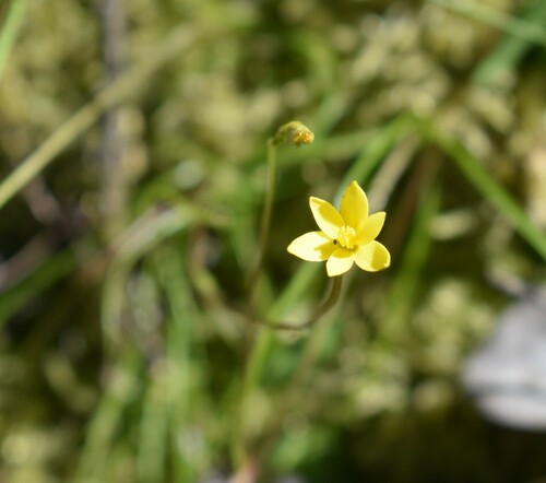 Pauridia maryae (Pauridia maryae)