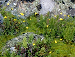 Pauridia maryae (Pauridia maryae)