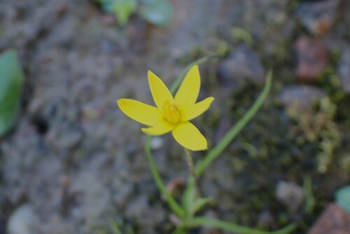 Pauridia maryae (Pauridia maryae)