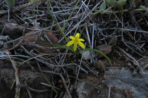 Pauridia maryae (Pauridia maryae)