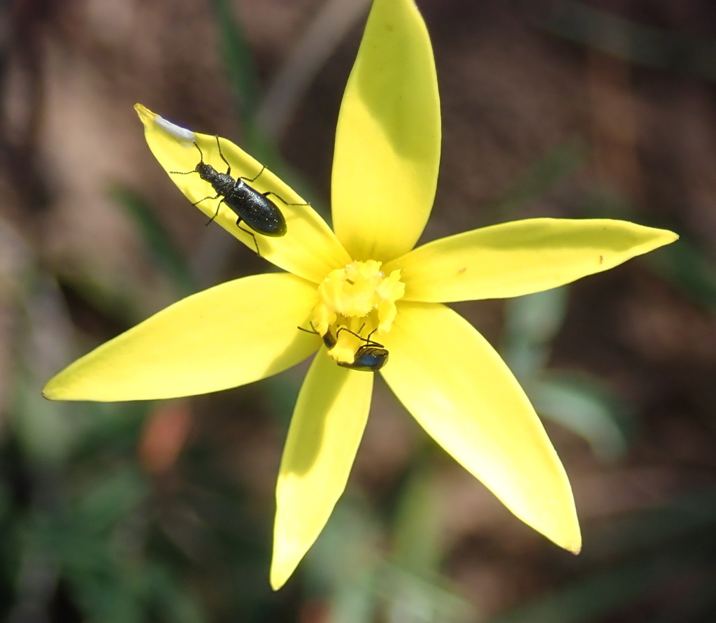 Pauridia maryae (Pauridia maryae)