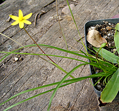 Pauridia maryae (Pauridia maryae)