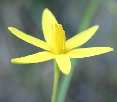 Pauridia maryae (Pauridia maryae)