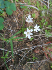 Pauridia minuta (Pauridia minuta)