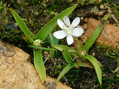 Pauridia minuta (Pauridia minuta)
