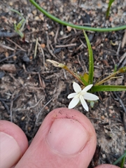 Pauridia minuta (Pauridia minuta)