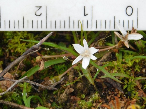 Pauridia minuta (Pauridia minuta)