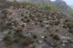 Pauridia minuta (Pauridia minuta)