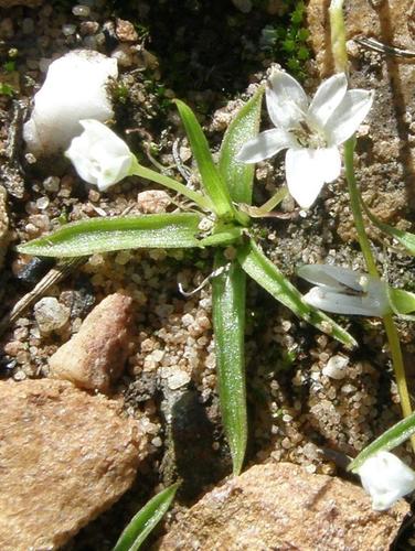 Pauridia minuta (Pauridia minuta)