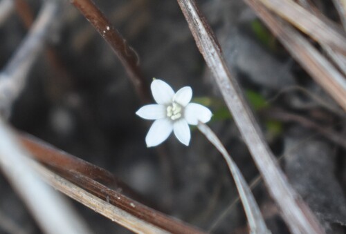 Pauridia minuta (Pauridia minuta)