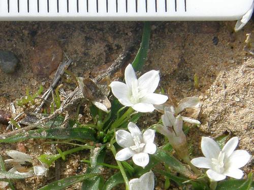 Pauridia minuta (Pauridia minuta)
