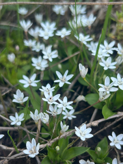 Pauridia minuta (Pauridia minuta)